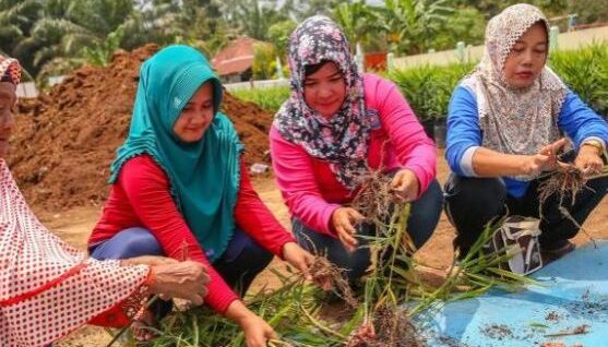 desa-makmur-peduli-api-app-sinar-mas-kerek-produksi-jahe-merah-dan-madu_35178-landscape